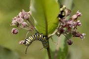 A monarch butterfly caterpillar eats common milkweed on Beaver Island on July 20, 2023. (Neil Blake | MLive.com)
