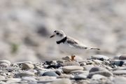 A piping plover pictured on High Island on July 19, 2023. There are a record 80 nesting pairs in the Great Lakes this year. High Island has a nesting site that plovers had used for decades. (Neil Blake | MLive.com)