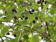 Juneberries are seen ripening alongside a walking and bicycling path on Tuesday, Aug. 15, 2023, in Marquette, Michigan. (Sheri McWhirter | MLive.com)