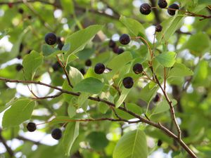 Tremendous wild berry-picking season reported across Michigan