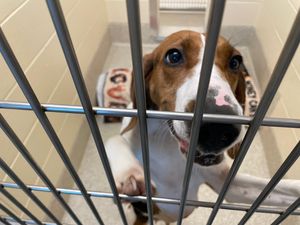 The ballad of Zalea: A Saginaw coonhound’s journey to a new shelter