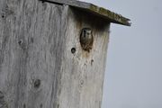 A kestrel peeks out of a kestrel box at Little Sand Bay Nature Preserve on Beaver Island.