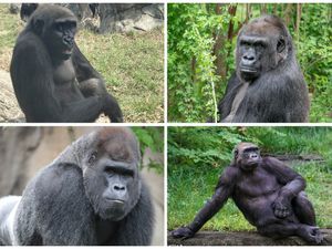 Michigan Zoo welcomes four new gorillas, including male who’s nearly 40