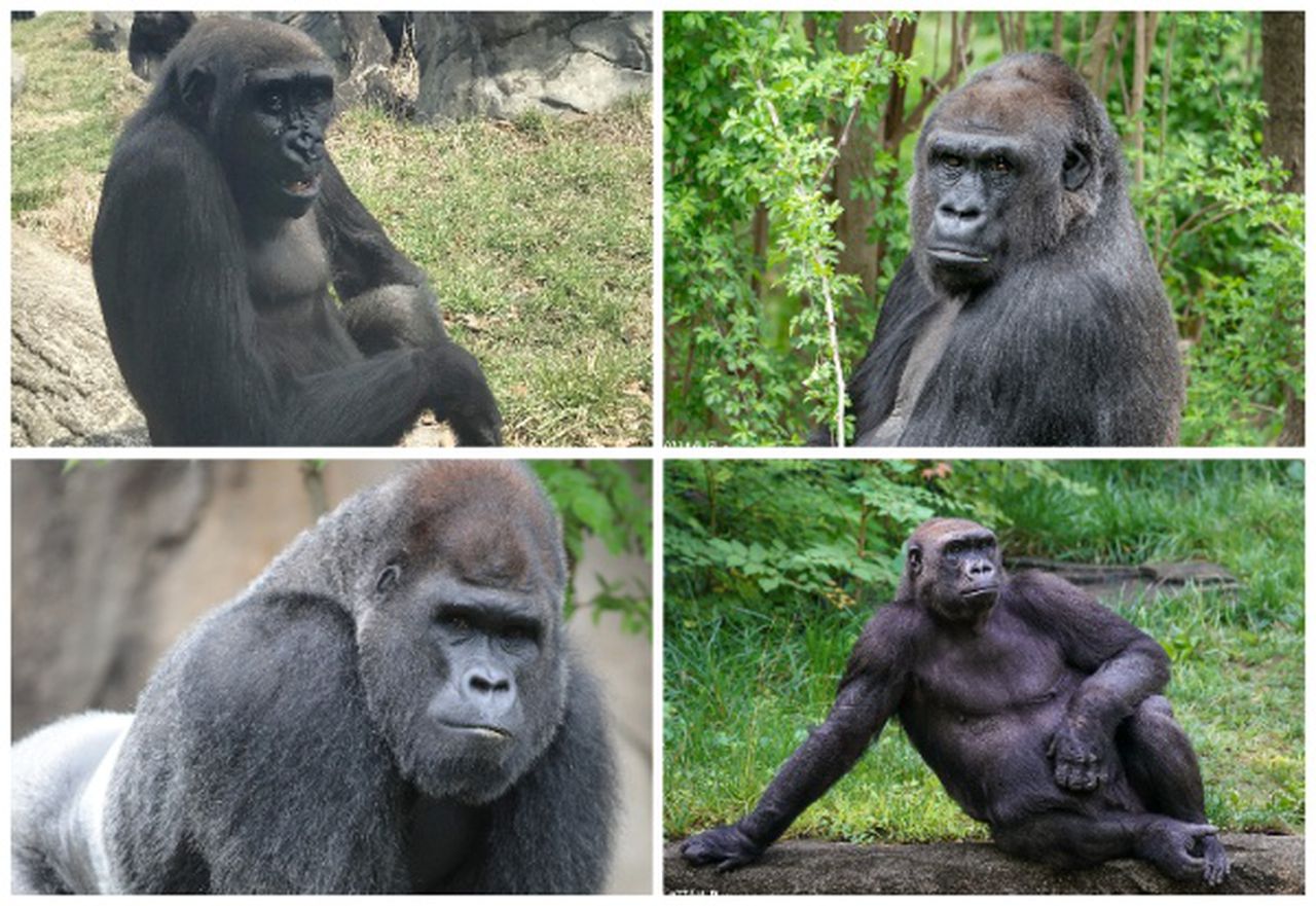 four pics of four gorillas at the detroit zoo